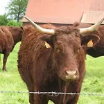 Hébergement de vacances Auf Dem Bauernhof La Printaniere - Fruehlingsfrau By Interhome