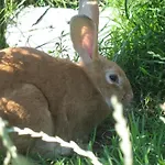 Auf Dem Bauernhof La Printaniere - Fruehlingsfrau By Interhome *