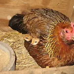 Auf Dem Bauernhof La Printaniere - Fruehlingsfrau By Interhome Hébergement de vacances