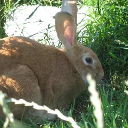 Auf Dem Bauernhof La Printaniere - Fruehlingsfrau By Interhome *