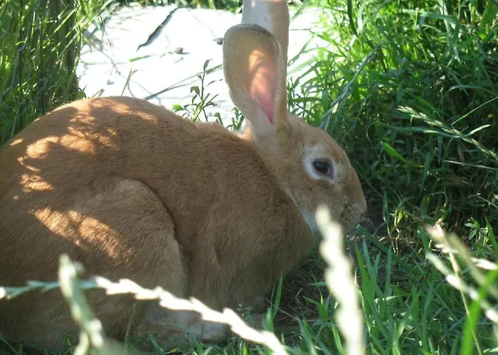 Auf Dem Bauernhof La Printaniere - Fruehlingsfrau By Interhome *