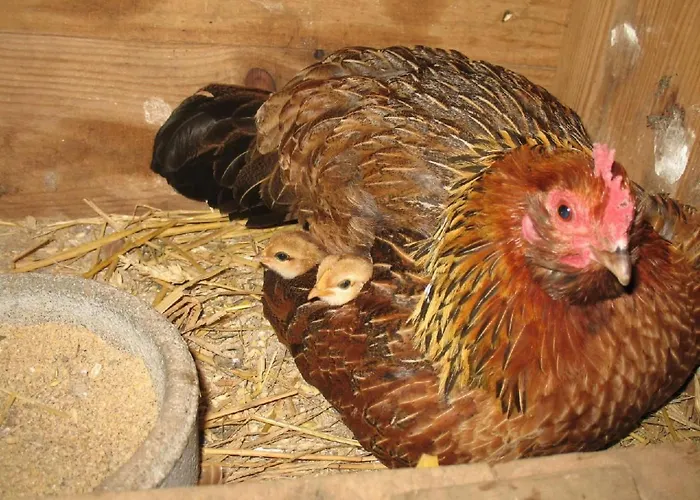 Auf Dem Bauernhof La Printaniere - Fruehlingsfrau By Interhome Σπίτι διακοπών